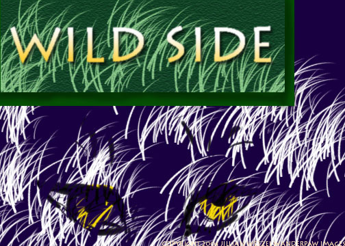 wildside poster