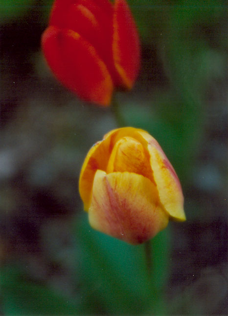 Fire colored tulips