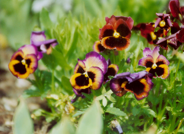Many colorful Pansies